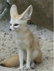 Fennec Fox