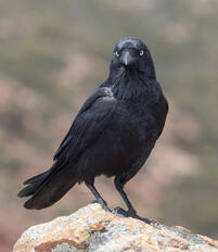 Australian Raven/Crow