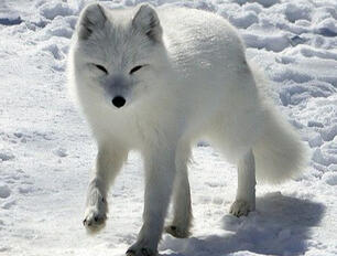 Arctic Fox